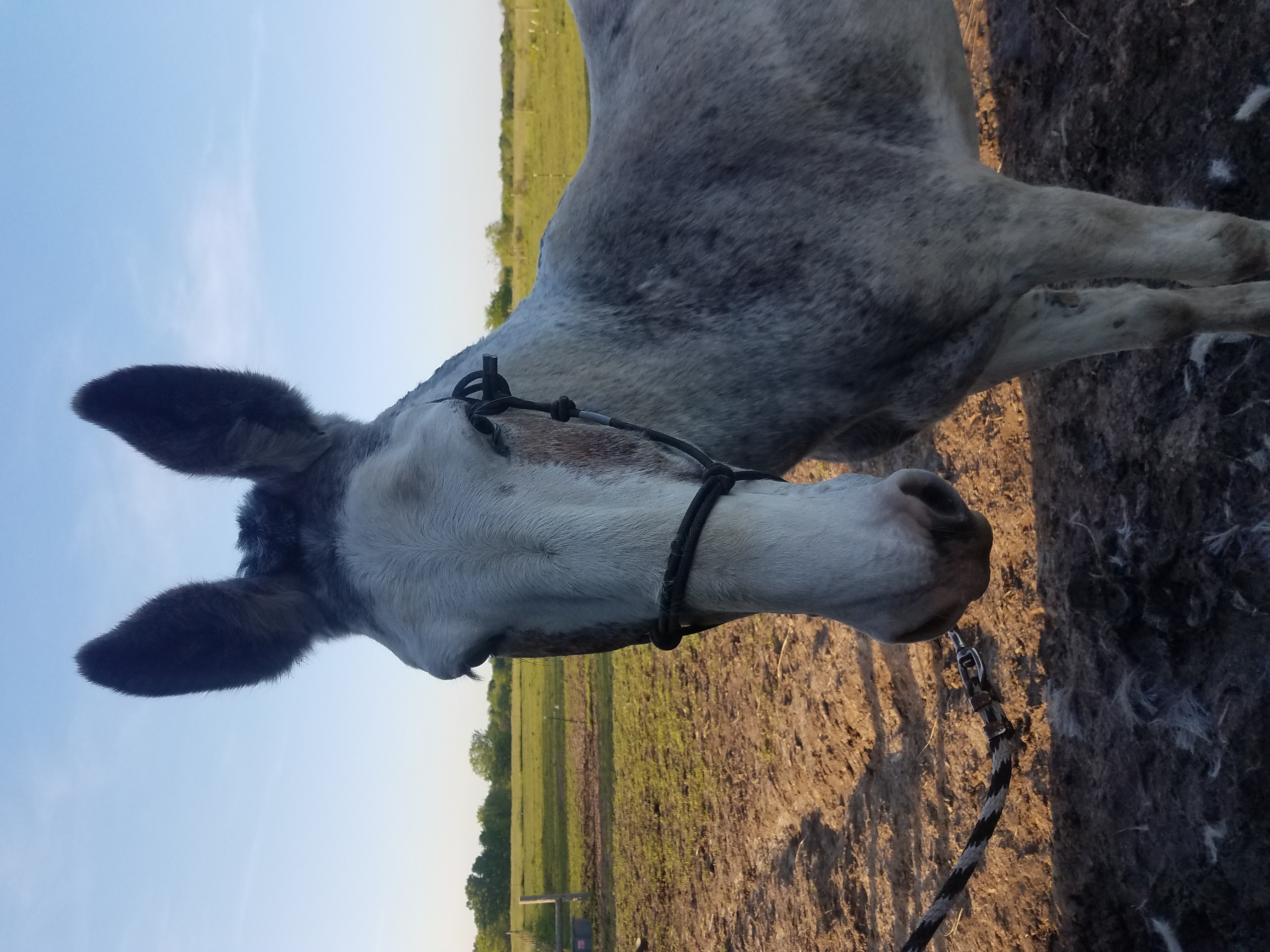 Sara Royster - Photo 6