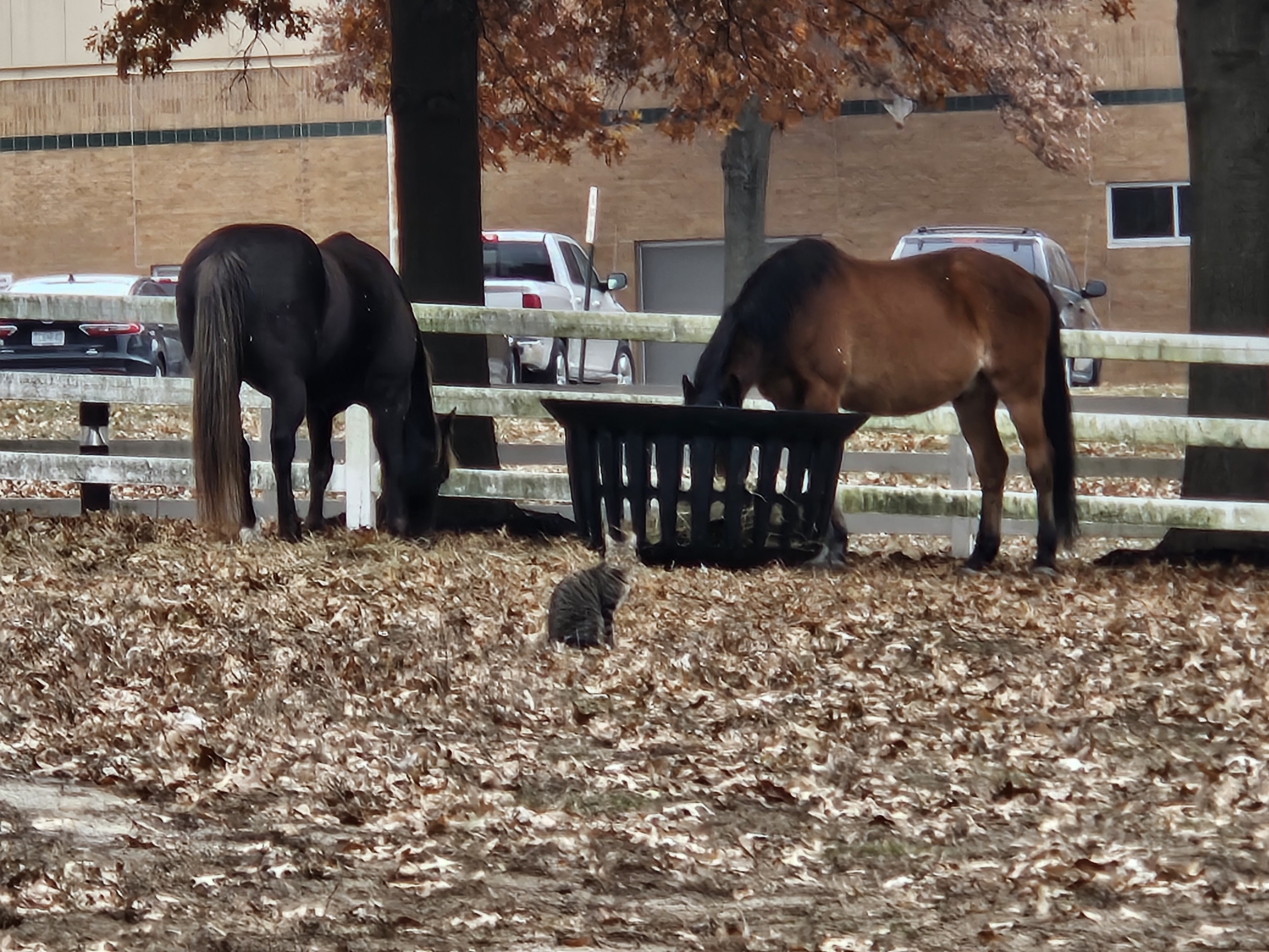 Sara Royster - Photo 2