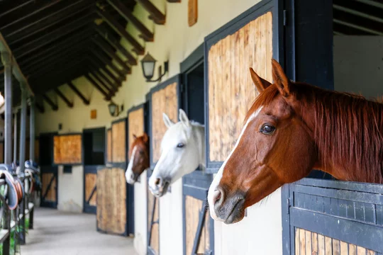 Horses in stable