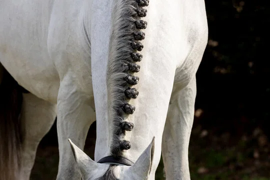 Beautiful horse mane
